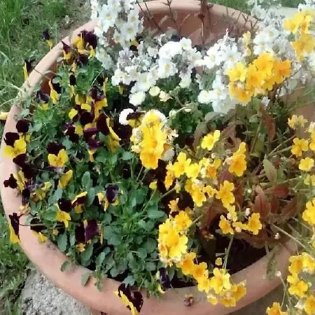 In Bunjevci With Sauna & Garden *