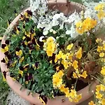 In Bunjevci With Sauna & Garden *